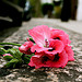 Photo: Abandoned pink
