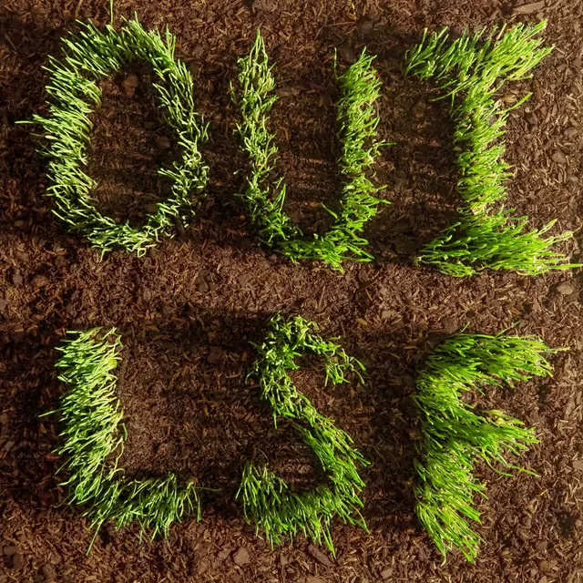 "Oui LSF": Les Savy Fav's Bold and Brilliant Comeback 1 OUI LSF album cover, grass letters growing in the dirt